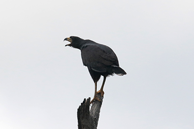 Great Black Hawk